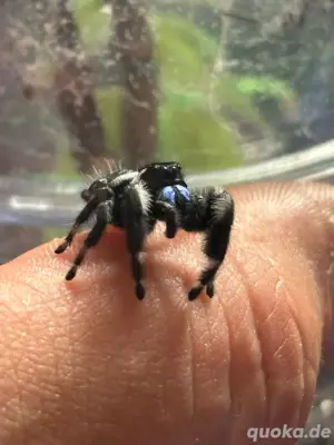 Phiddipus Regius Männchen (Apalochicola, Bahamas und Rastafari) 