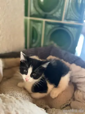 Nur noch eines- Der schönste schwarz weisse Kater sucht noch ein neues Zuhause