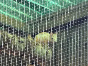Wer Tauscht ein Eichhörnchen Bock von 24 ?