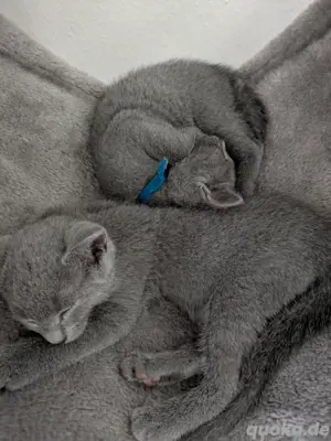 Russisch Blau Kitten