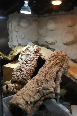 Bartagame mit Terrarium und Ausrüstung zu vergeben
