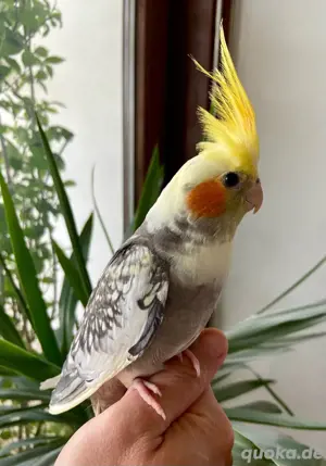 Nymphensittich Baby Handzahm