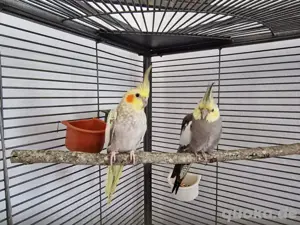 Nymphensittiche