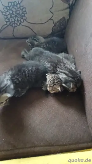 Kleine Katzen Babys 