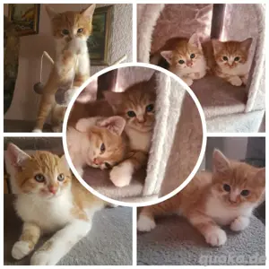 2 süsse Main Coon Bkh Mix katerchen 