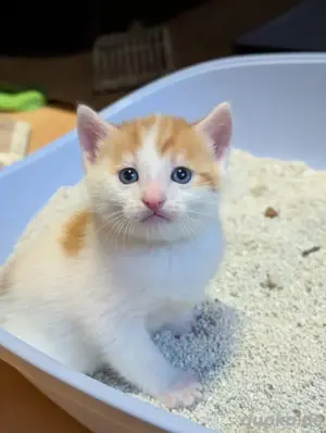 Kuschelige BKH-Mix Kater suchen liebevolles Zuhause