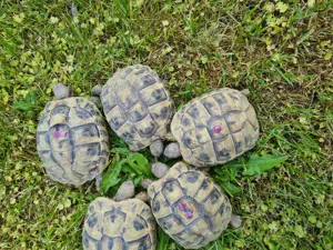 Griechische Landschildkröten Nachzucht von 2023