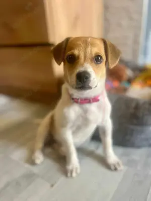 Jack Russel Welpe Hündin 3,5Mon 3,1kg 27cm Ausreise NACH ADOPTION