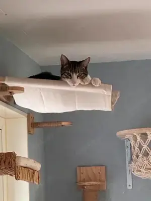 Zurückhaltender Saw in Heusweiler (ALM) Bild 2