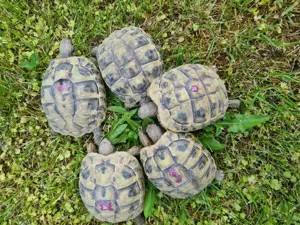 Verkaufe griechische Landschildkröten aus Hobbynachzucht. Freilandhaltung.  Nachzucht  2023