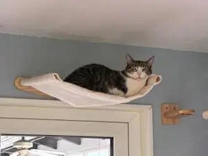 Zurückhaltender Saw in Heusweiler (ALM) Bild 3