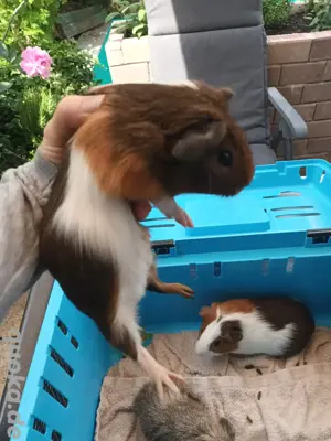 2 Meerscheinchen männlich 9 Wochen 