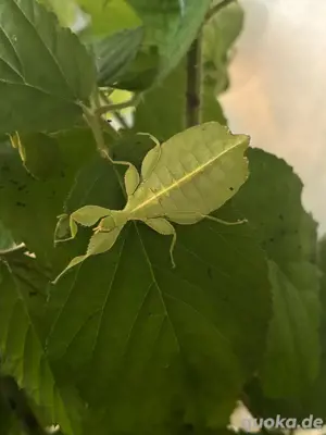 Phyllium philippinicum in L2-L4