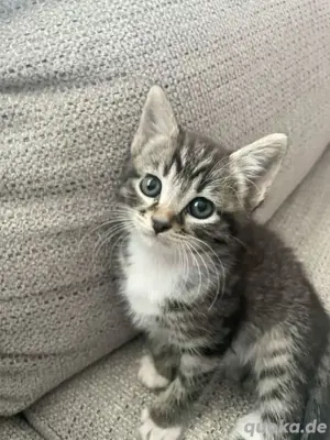 EKH BKH Katzen babys Kitten 