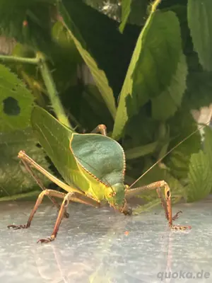 Siliquofera grandis Männchen adult Riesenblattschrecke