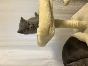 Bkh kitten grau