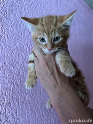 katzenbaby
