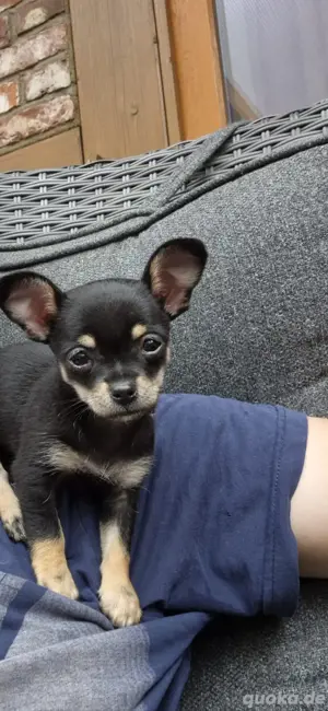 Chihuahua Welpe