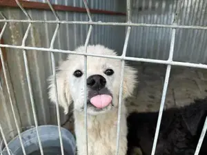 Kuschelhund Alpaka sucht seine Familie