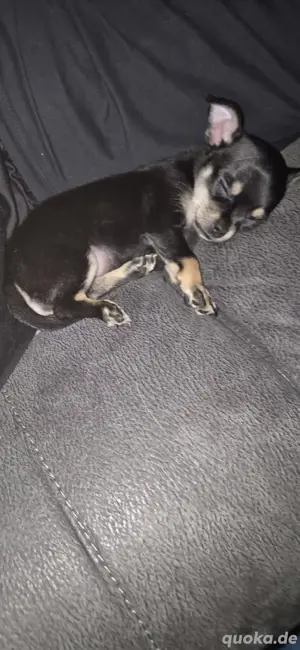 Chihuahua Welpe Bild 2