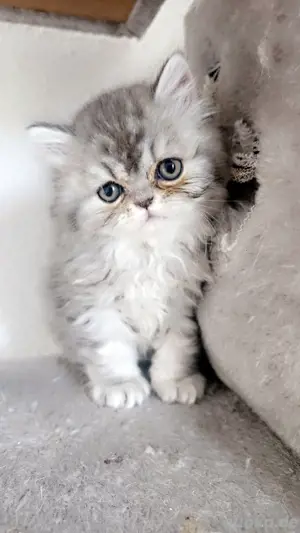 nur noch 2 Bkh kitten  darf ab mitte Juni ausziehen 