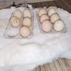  100% fruchtbaren Papagei Eier 