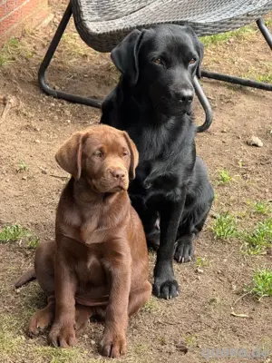 Wunderschöne Labrador Welpen