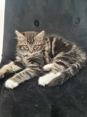 Ragdoll Babykatze Weibchen 