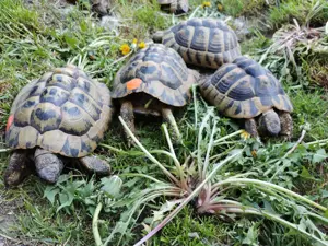 Griechische Landschildkröten