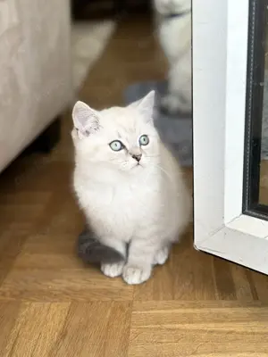 BKH kitten 