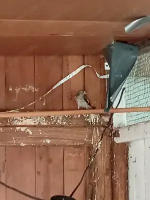 Stieglitz , parva, europäische vögel