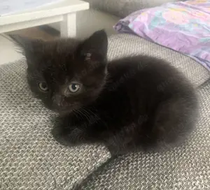 BKH-Mix Kitten suchen ab Mitte Juni ein neues Zuhause