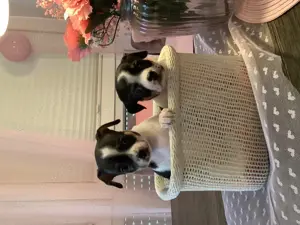 Chihuahua Welpen Hündin 