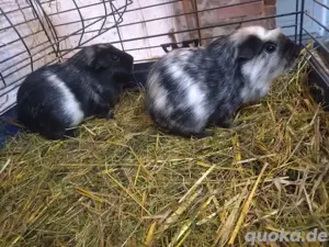 Abgabe aller meiner Meerschweinchen.