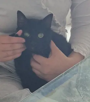 Kater sehr lieb, kastriert
