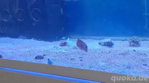 Meerwasseraquarium Auflösung 