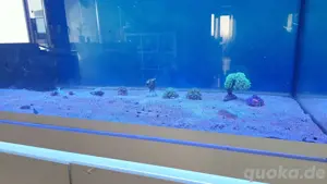 Meerwasseraquarium Auflösung  Bild 4