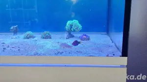 Meerwasseraquarium Auflösung  Bild 2