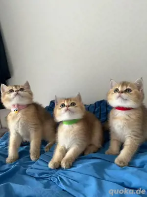 Reinrassige golden shell BKH Kitten