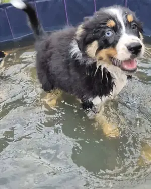 Australian Shepherd Welpen