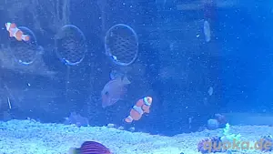 Meerwasseraquarium Auflösung  Bild 3