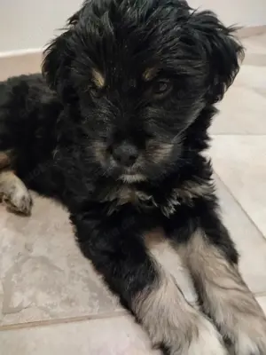 Havaneser Mix Welpe Hündin Rüde Hundebaby