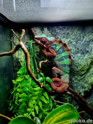 Furcifer pardalis 
