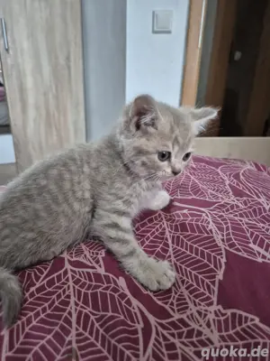 Bkh Kitten 3M 1K