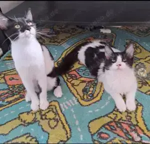 Pur-Pur & Lulu Tapferes Geschwisterduo sucht ein fürsorgliches Zuhause.