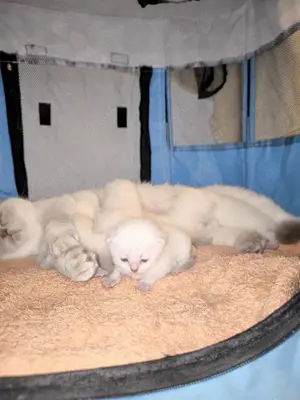 Wunderschöne BKH Babykatzen