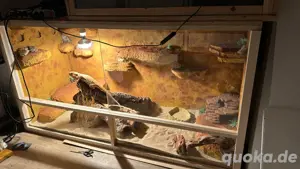 Bartagame mit Wüstenterrarium 