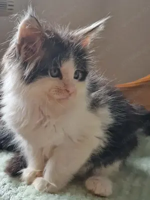 Maine Coon Kitten XXL mit Stammbaum aus N N Verpaarung