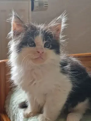 Maine Coon Junge XXL mit Stammbaum aus N N Verpaarung