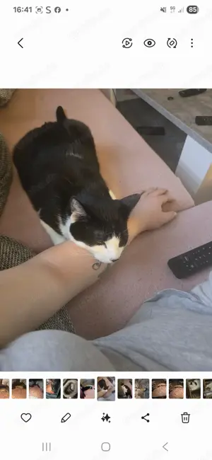 Suche für meine katze ein liebevolles zuhause